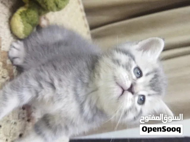 Scottish fold , Scottish straight and British males اولاد اسكوتش فولد واشتريت وبريتش