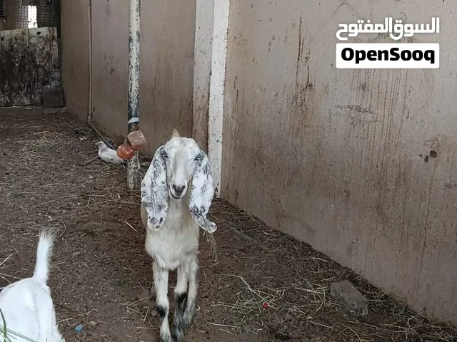 شاه باكستانيه لعمر سنه شاه ما عليها كلام تعال وشوف ع عينك انا مجرد ناشر شوف الوصف اهناك الرقم