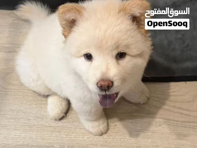 تشاو تشاو