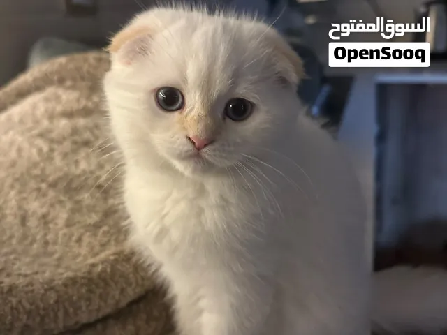 قطط سكوتش فولد 2 ابيض ذكور 1 البيج انثى  عمر شهرين