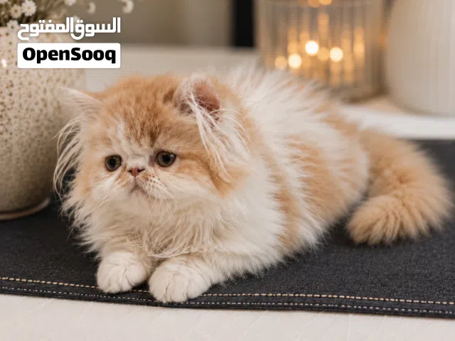 قط قمر بيور بيرشن مستوى توب