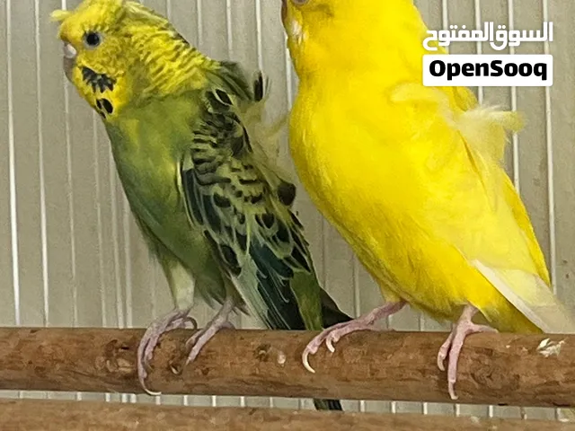 طيور ببغاء  هوجو