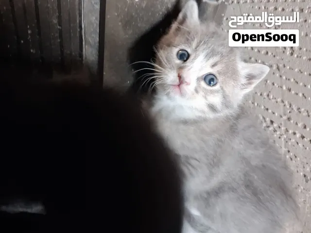 قطط صغيره للبيع بعمر ثلاث اسابيع