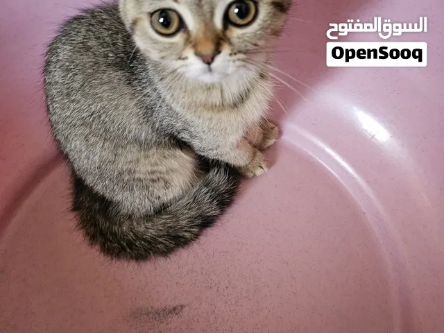 طوه أنثى بعمر 4شهور مكس هيمالايا وسكوتش تاكل أكل البيت والدراي فود والوايت فود