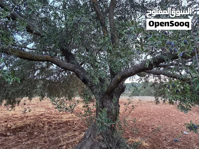 شجر زيتون روماتي معمر للبيع