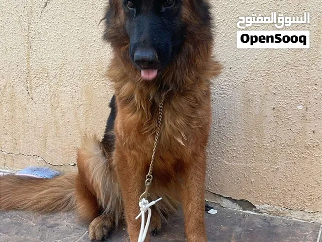 للبيع جيرمن السعر 700