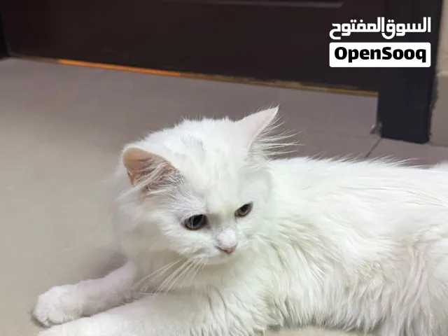 قطه شيرازيه بيور 6 شهور ب40 ريال