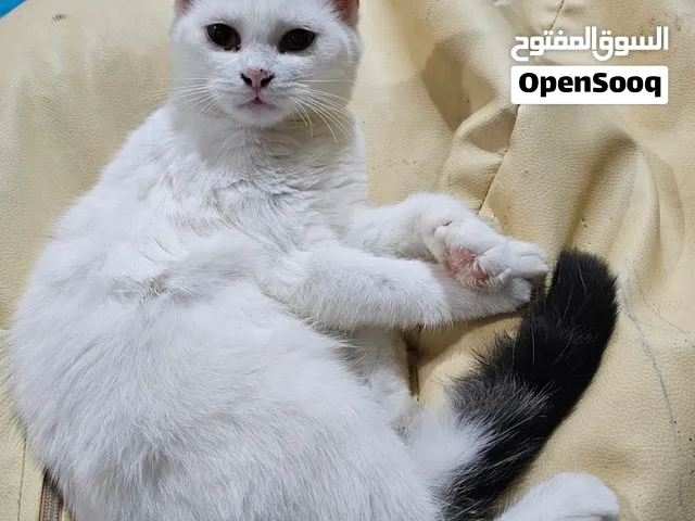قطط بريتش بريسان اسكوتش