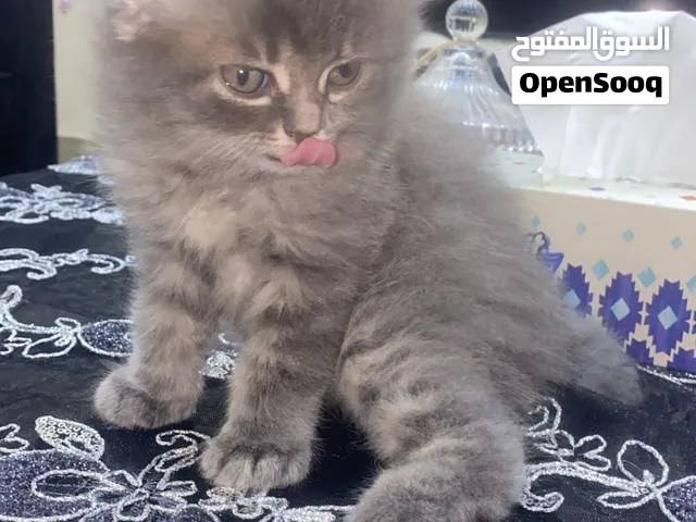 سكوتش فولد