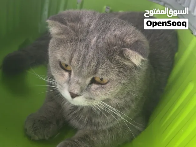 قطوه ع سوم نضيفه معا قفص وألعابها