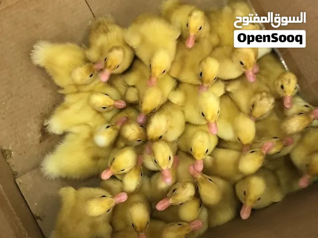 متاج بط صغير وكبير لبيع  الشارقة الرحمانية. السعر 10 درهم