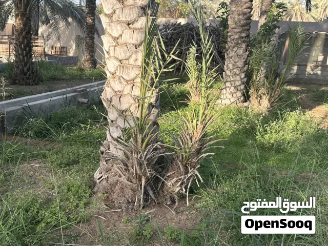صرم نخيل خلاص، خنيزي، نغال- السيب