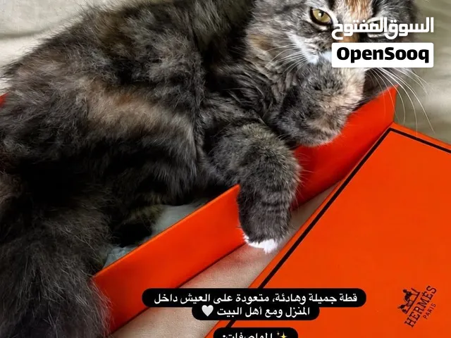 قطة شيرازية