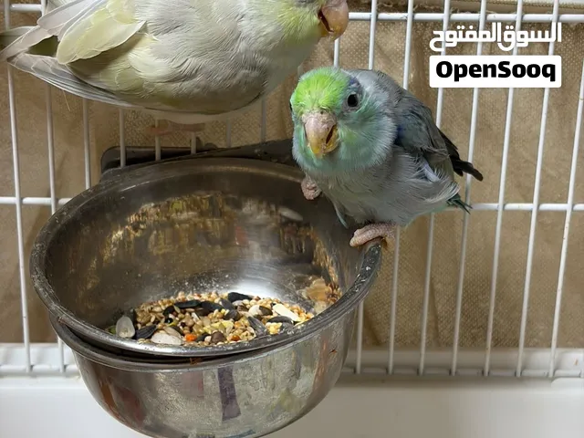 Parrotlets parrot