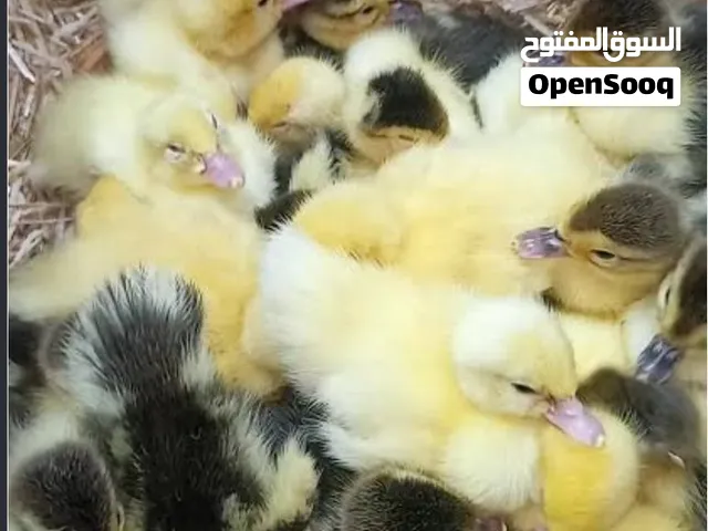 مطلوب بطه مصري في صلاله