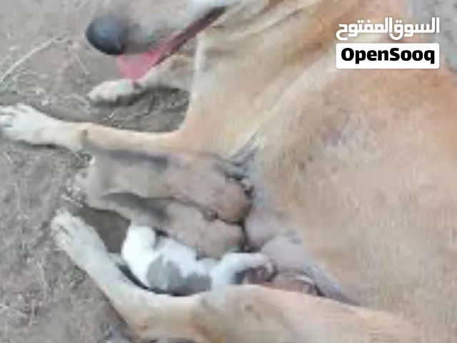مطلوب كلاب عمانيات صغار