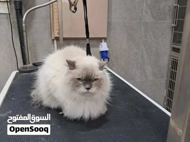للتبني قط ذكر معقم For Adoption: Neutered male cat