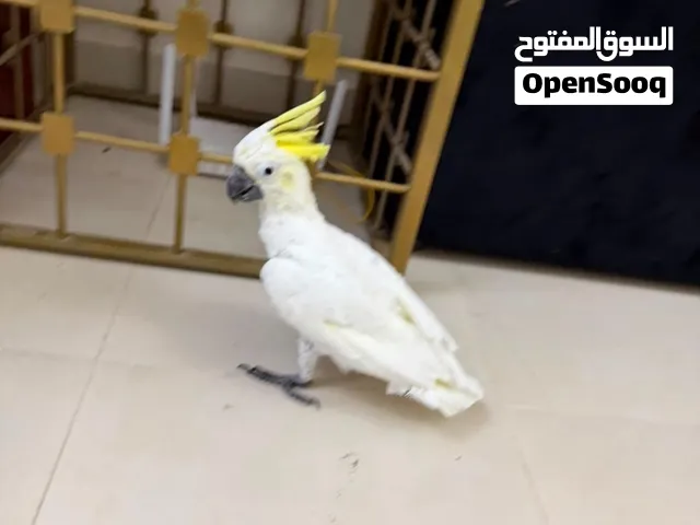 sulfur crested cockatoo