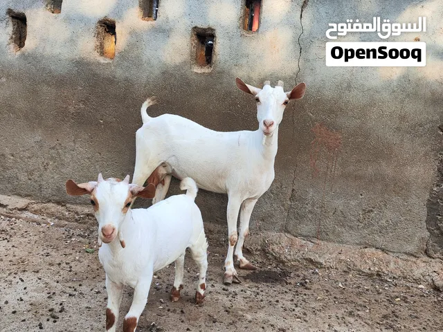 شاه هي وولدها من الحلال الصلالي اصل من بنات سوج
