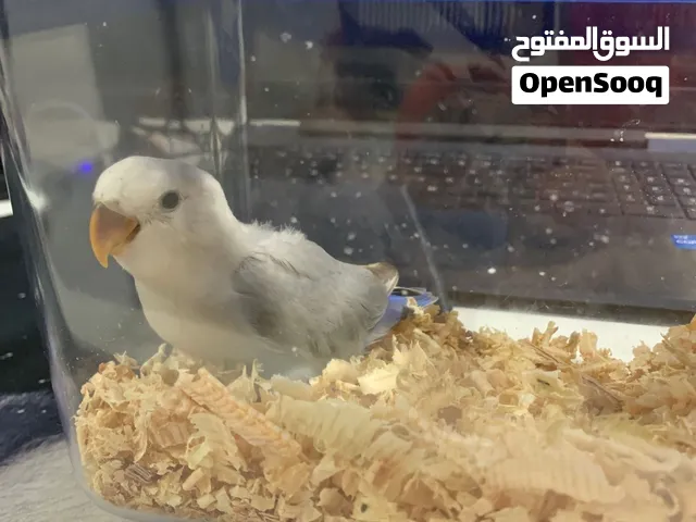 فرخ روز اليف و نشيط صحته ممتازة مره عمره شهرين تقريبن و يطير و خلاص بدا ياكل اكل عادي لونه حلو