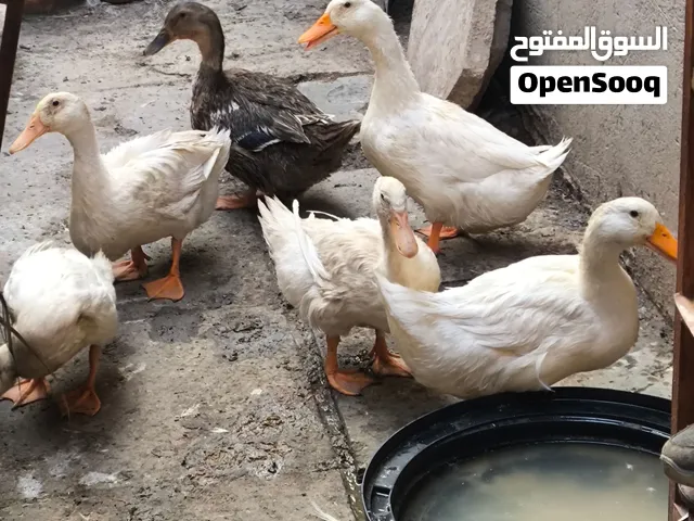 بشوش الزوج 20 عدد 11 للتواصل خاص اوعلى الواتساب