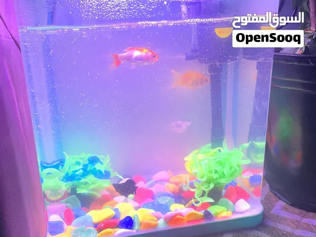 سمك هو وحوضة للبيع50