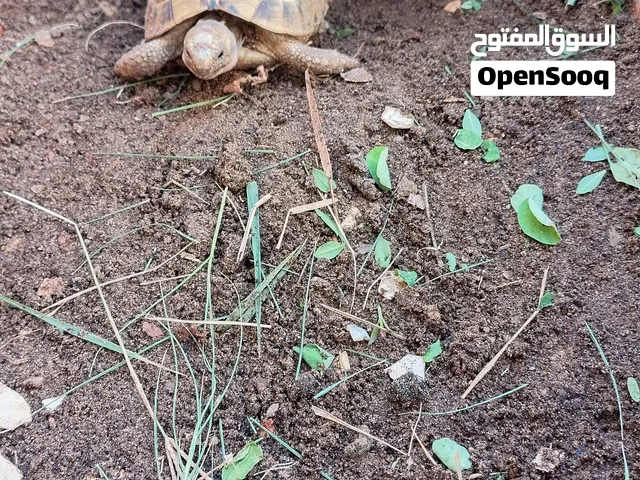 Greek tortoise