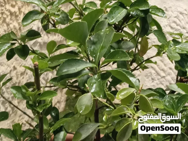 شجيره صغيره  دائمه الخضره للزينه الخارجيه