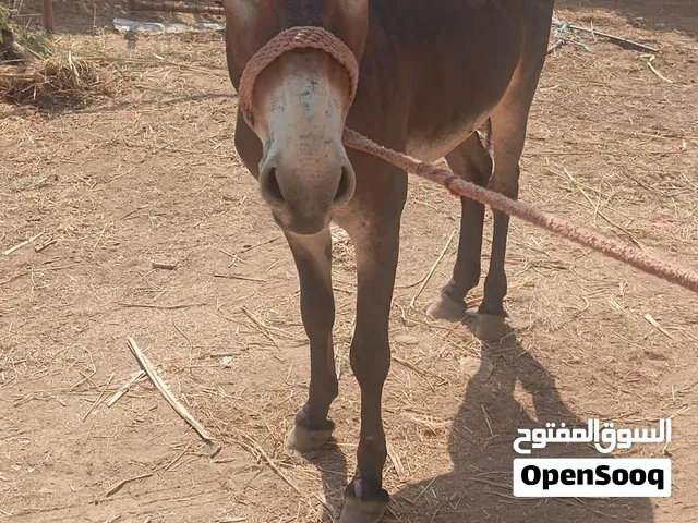 للبيع حمار وحماره