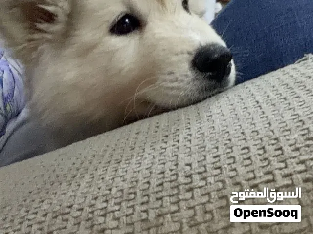 كلبه هاسكي عمر 40 يوم
