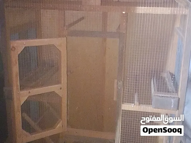 مطير عصافير للبيع