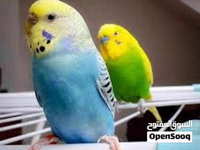 جميع انواع العصافير بادجي كوكتيل بغبفاء مضمون من اي مرض صحيحات لتواصل ع التطبيق