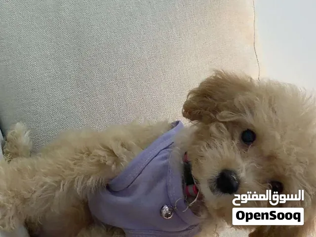 7 months old female poodle