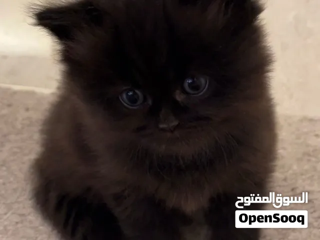 كيتن سكوتش ستريت