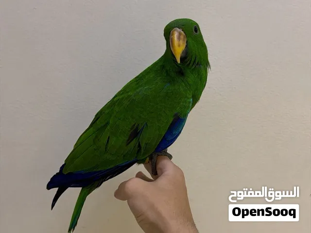 اكلكتوكس ذكر اليف