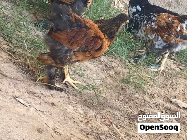 برهما ربي ايبارك سليمات من لامراض العمر قريب ثلاثه اشهور المكان مصراته