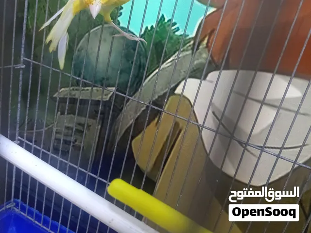 كناري فول سوبر للبيع