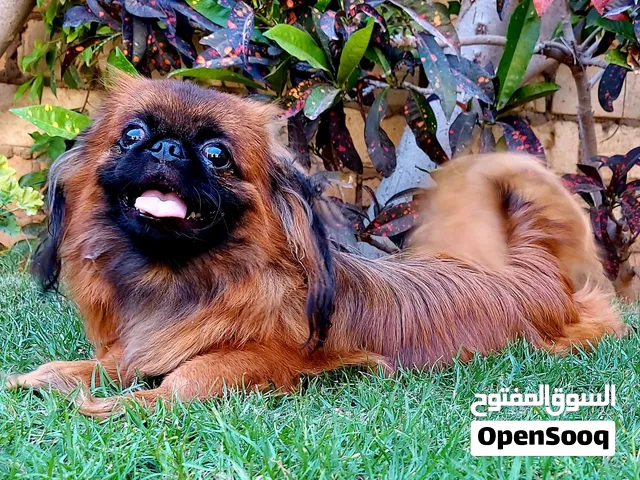للبيع كلب ذكر بيكون هادي الطباع بكامل التحصينات