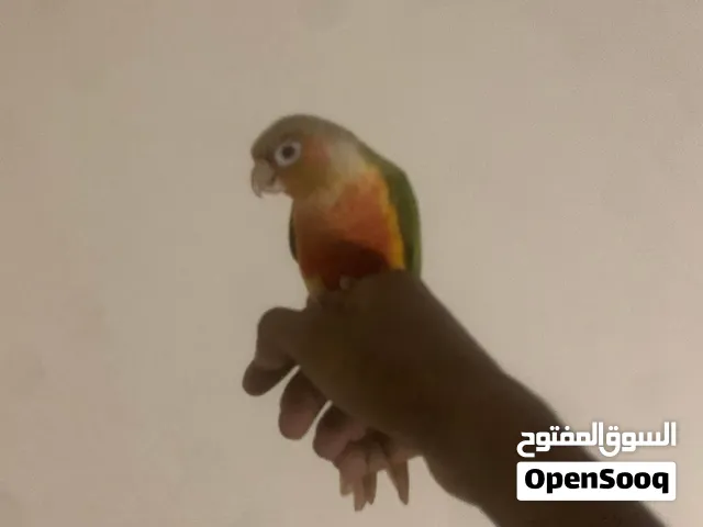 كنيور اناناس رد فاكتور