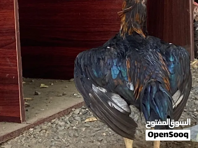 ديك ميوالي