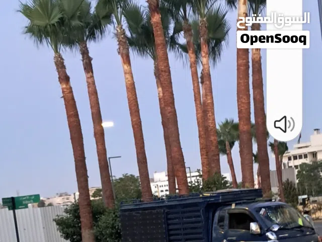 تقليم نخيل