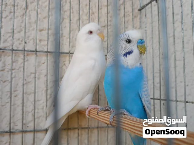 كوبية بقالينو