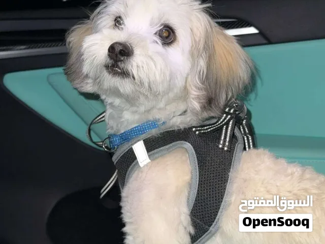 Maltipoo 7 months male