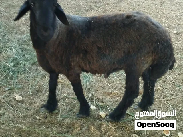 كبش العماني