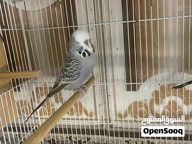 طيور حب نكليزي