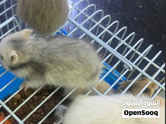 هامسترات جمبع الالوان والاشكال والاعمار باسعار مناسبة