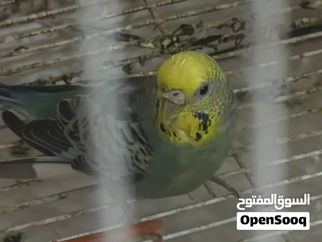 ببغاء بادجي للتبني بدون فلوس لي راعي المحميات و الناس الي معهم