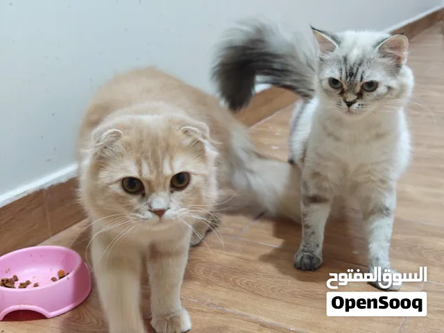 Scottish Fold Cats Available for Adoption قطتان سكوتش فولد للتبنّي مجانًا