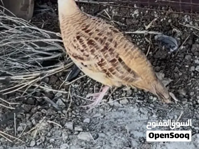 صفرد ذكر باكستاني اصفر