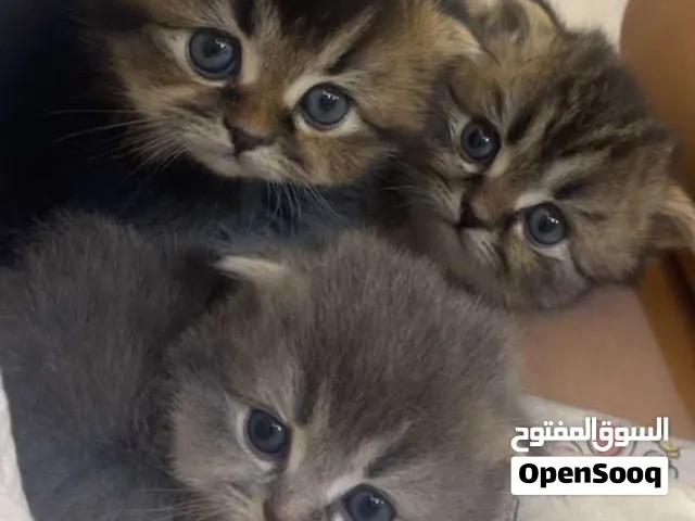 قطط للبيع نوعهم scottish fold longhair / highland fold